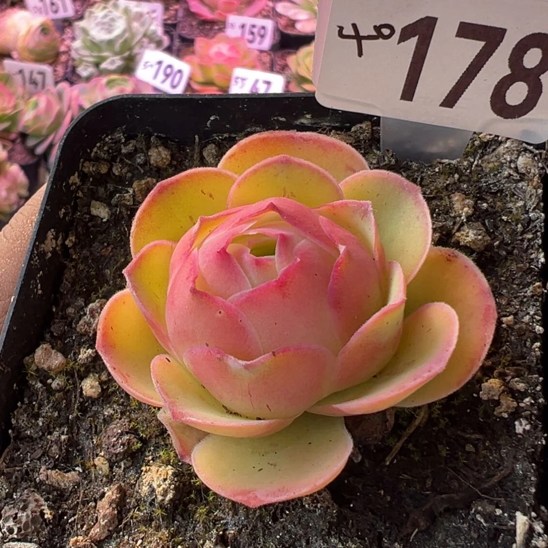 草莓178山地玫瑰多肉