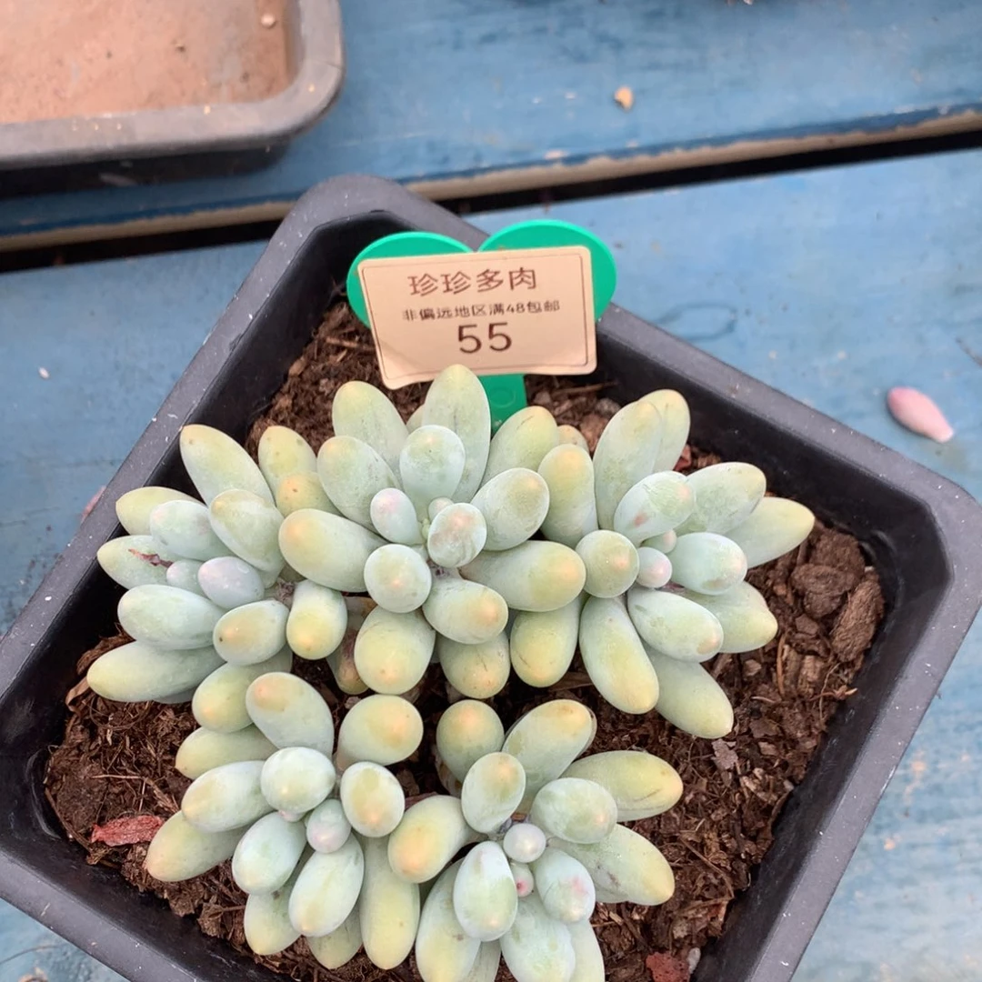 悦**好汤圆无砍平头黄体55