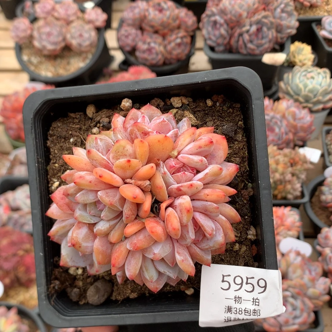 9厘米有砍溏心雪天使 七头 5959