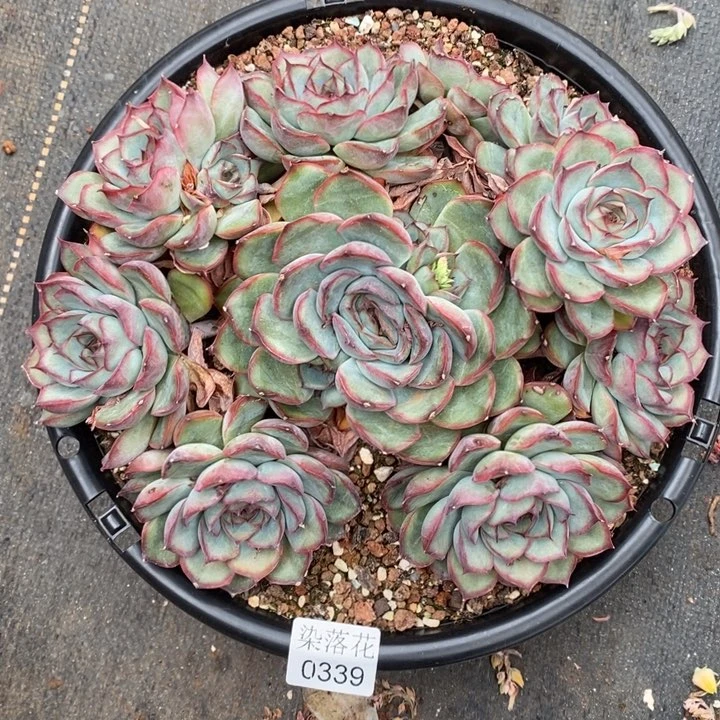 ****气精品多肉植物0339