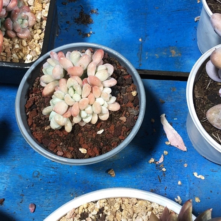 洛神朵朵多肉植物