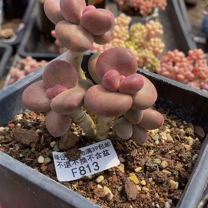 芒果奶7cm813多肉植物