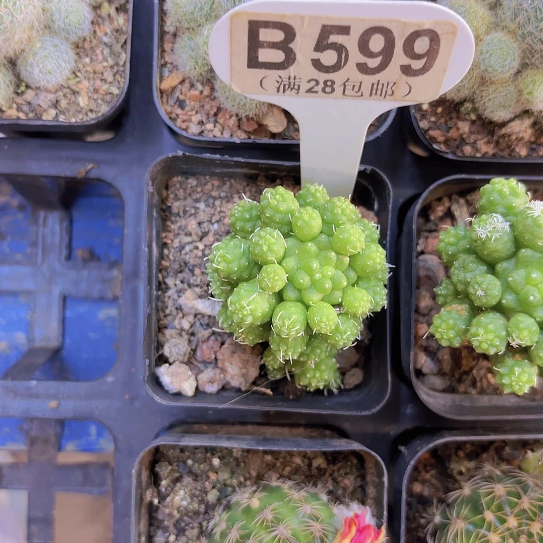 B599春鸟一物一拍