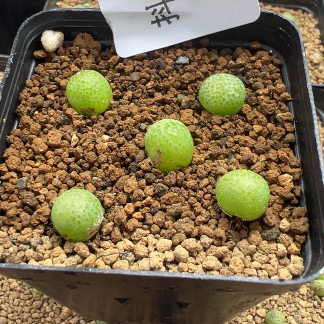 9-107量拍园艺玉米一颗