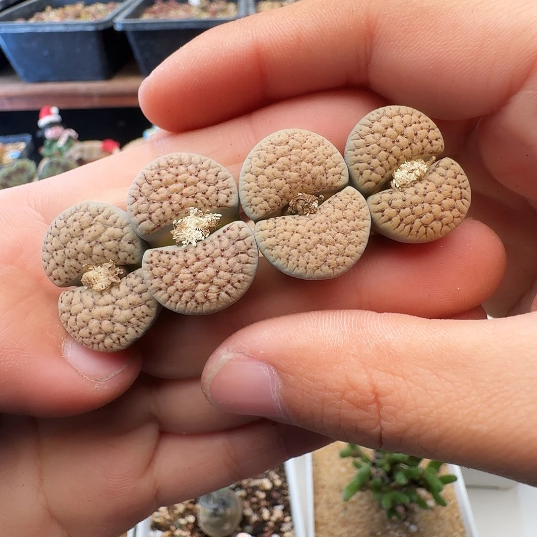多肉植物福利肉锥882