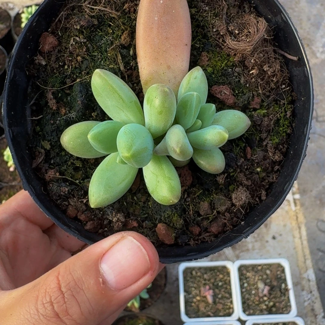戴蒙德 叶插  一物一拍