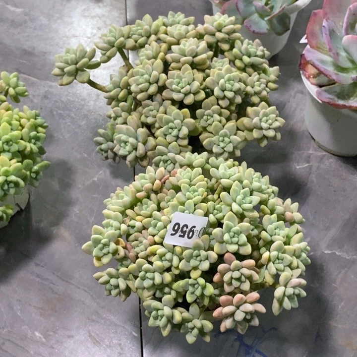 ****~956奶酪蛋糕多肉植物