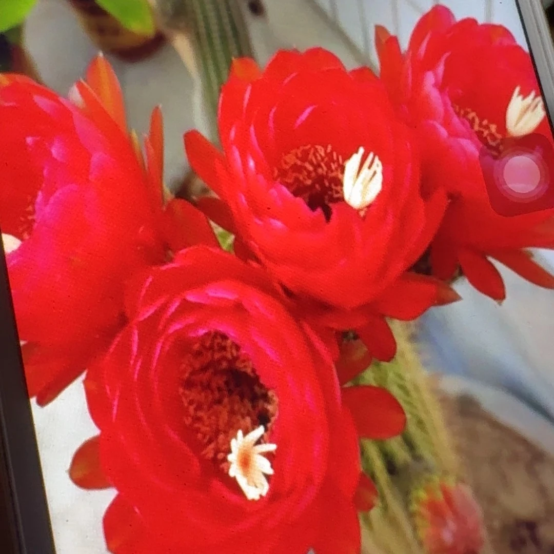 樱桃红侧芽5公分毛花柱仙人球