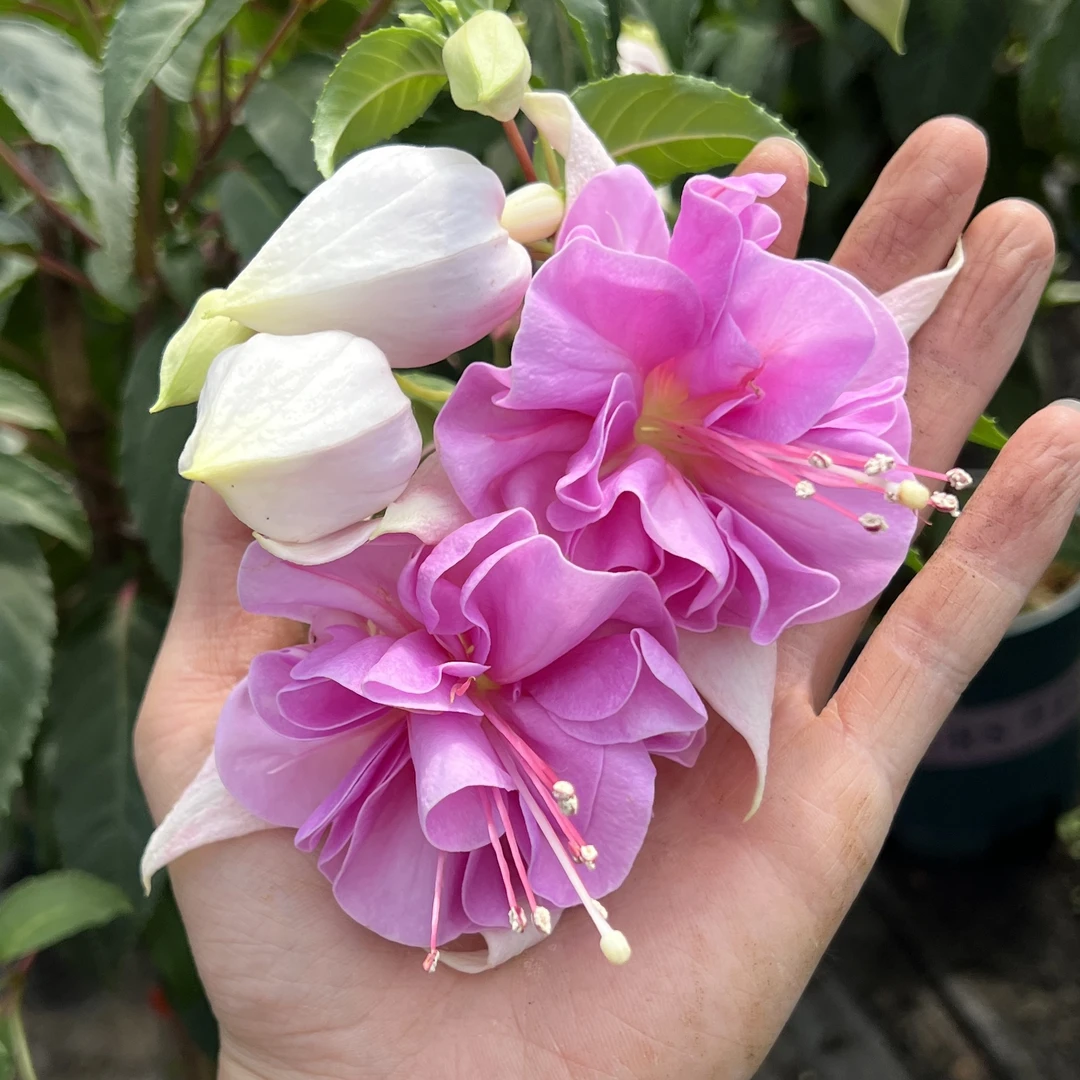 倒挂金钟棒棒糖【水月】盆栽多年生花园阳台木本植物倒挂金钟