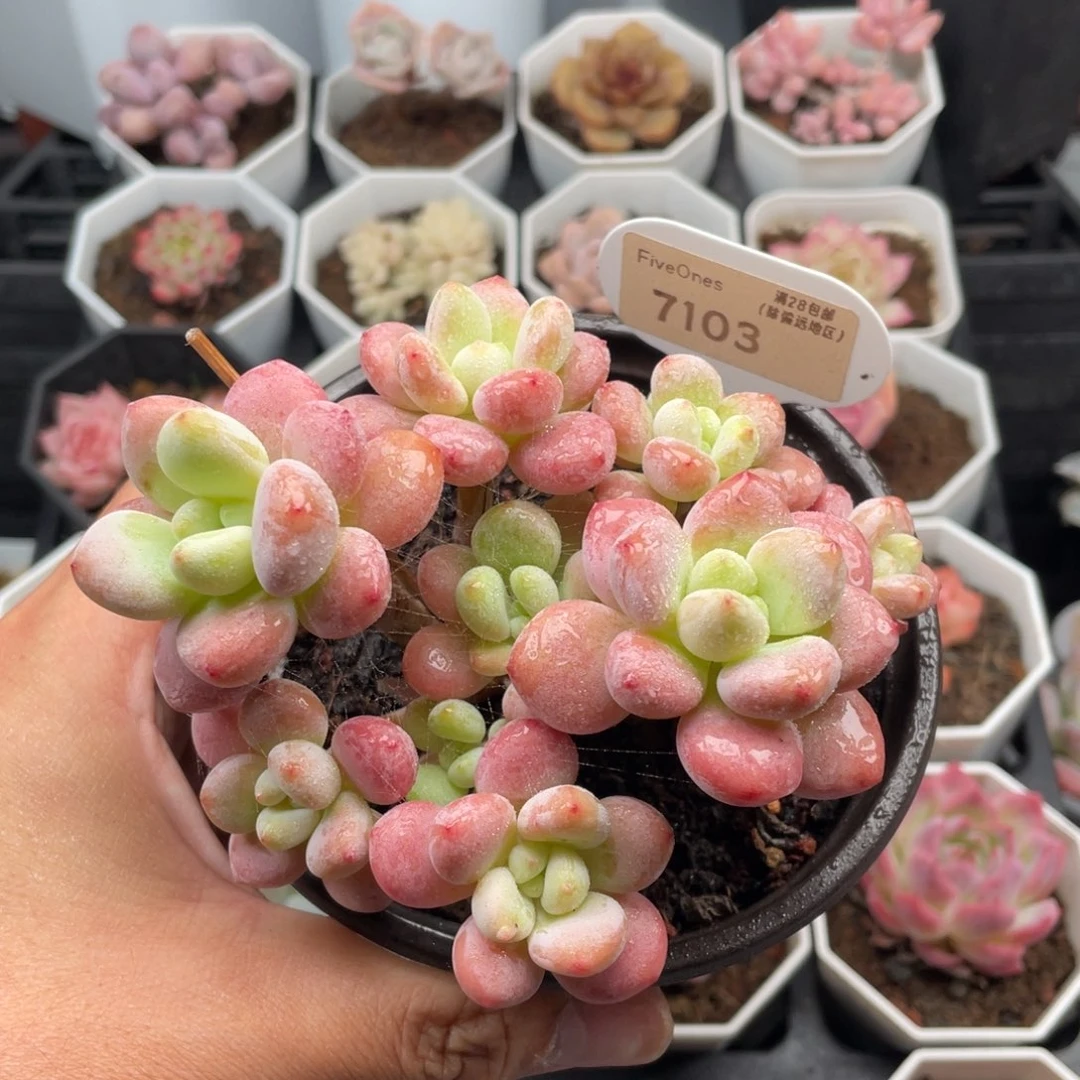 樱花洛神7103-12厘米