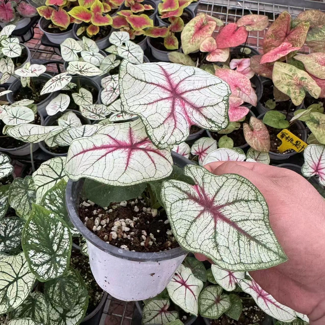 【幻想曲】彩叶芋多年生室内盆栽彩叶观叶类耐热懒人植物