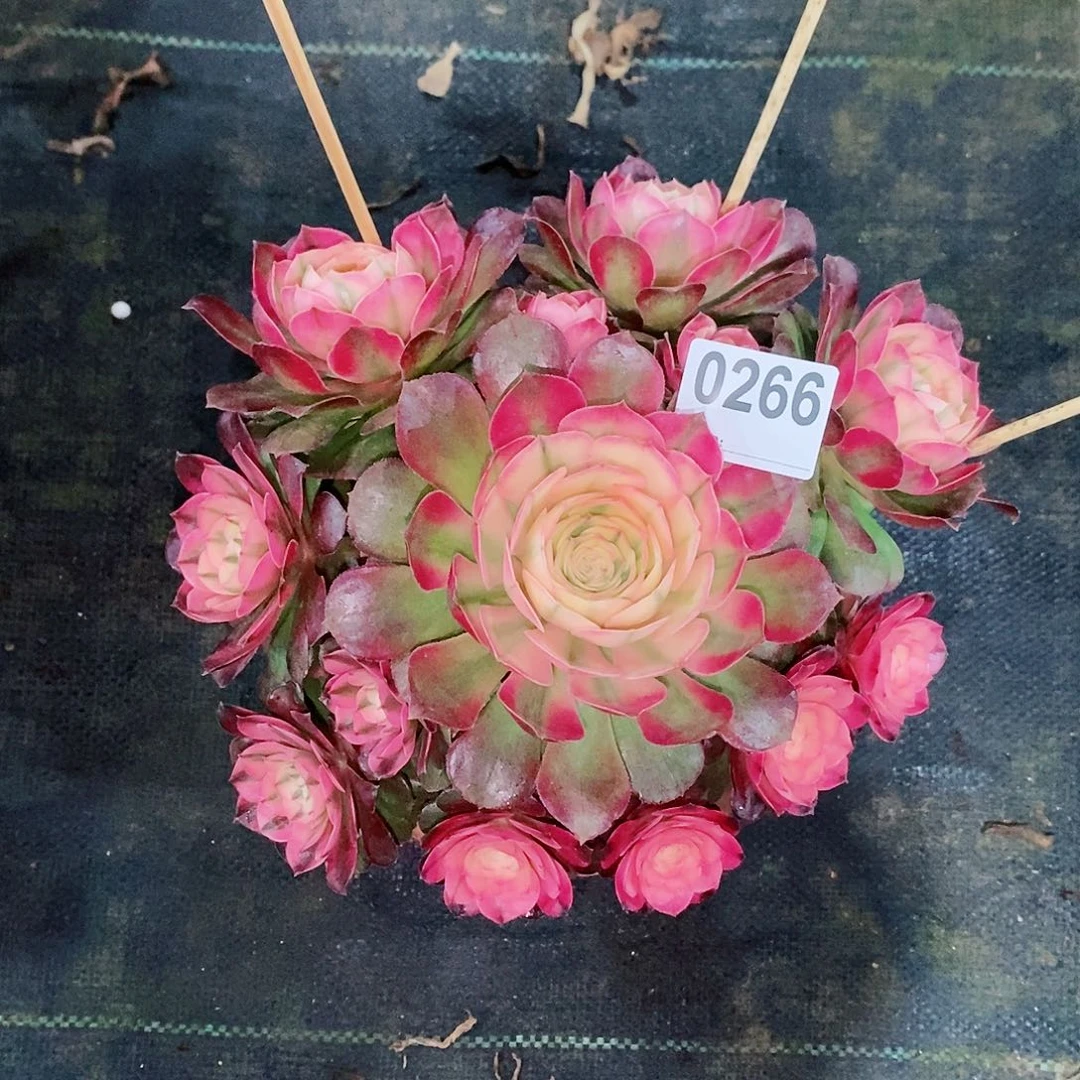 荔枝266多肉22冠服