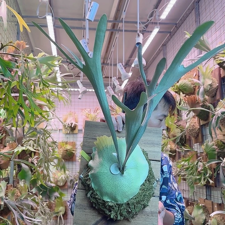 无花朵akki。 a12