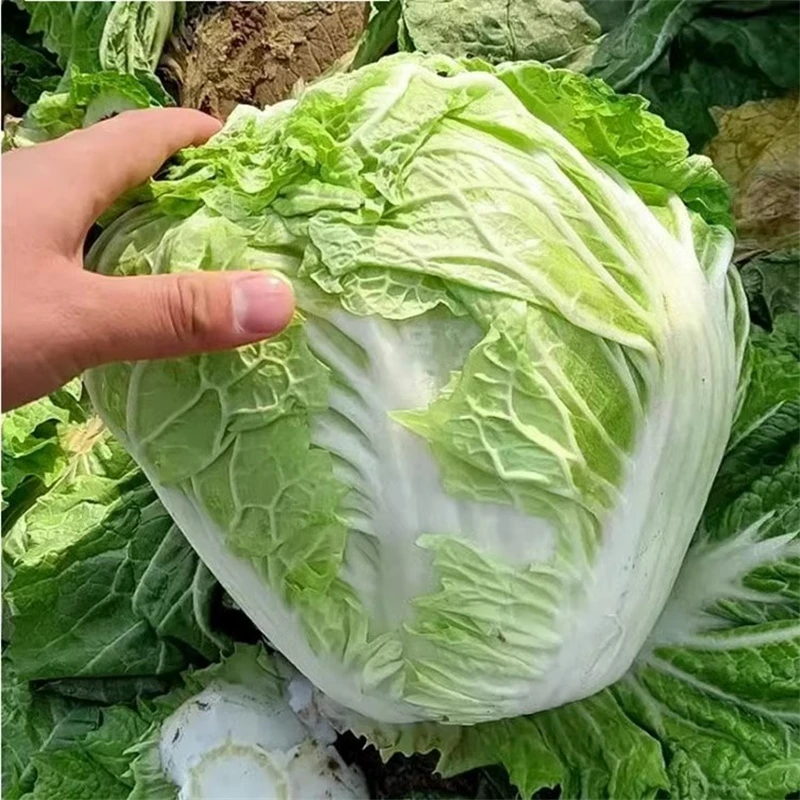 真好吃新乡小包23白菜种子火锅菜四季播种早熟大白菜籽头菜种籽
