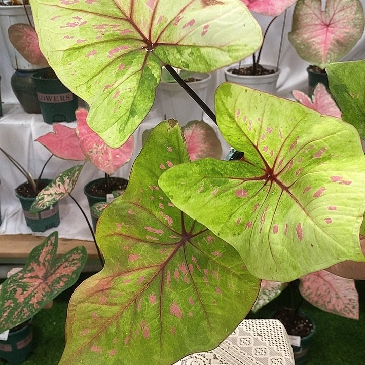 不开花植物丹霞雀斑2510