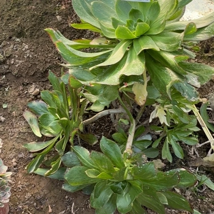 2126无售后魅影七彩A