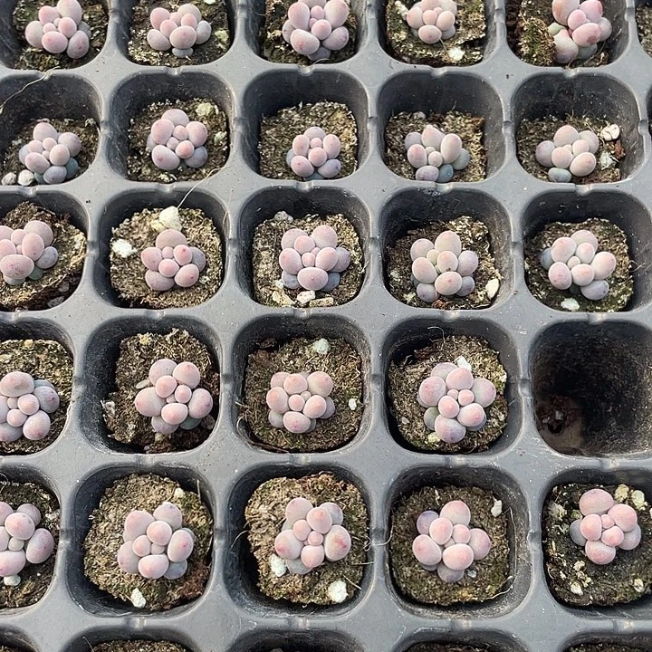 小汤圆发6颗满18包邮