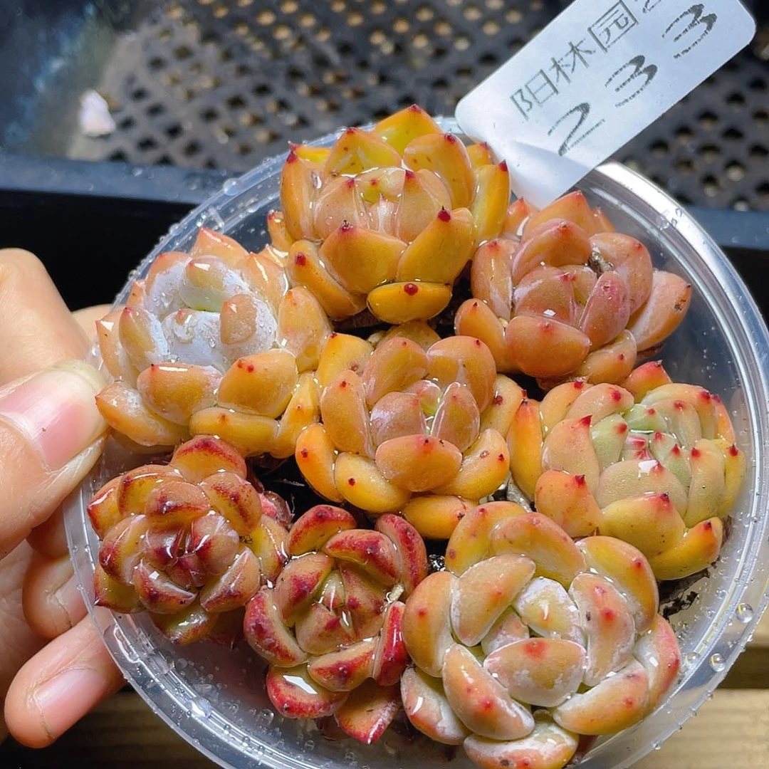 多肉植物多肉植物233