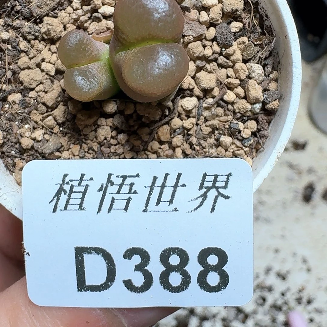 388号多肉植物哇哇风格
