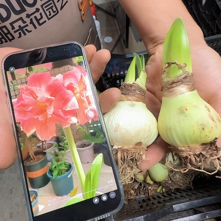 玫瑰花样直径5厘米带花苞丑