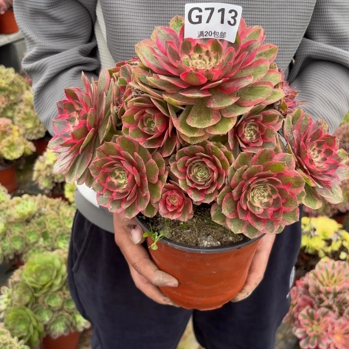 瑞妈多肉园艺713云荷