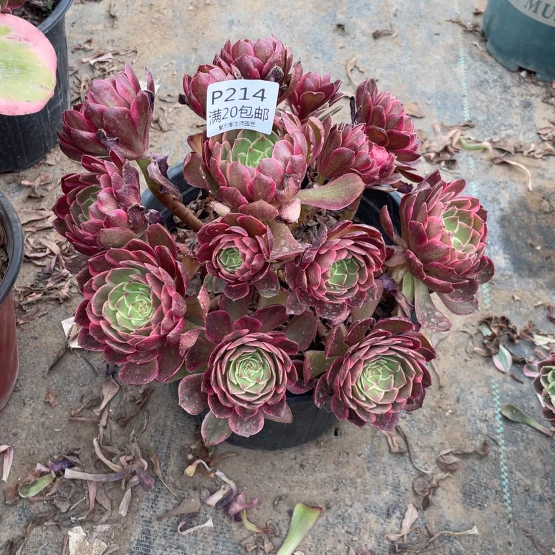 214粉花夭多肉法师