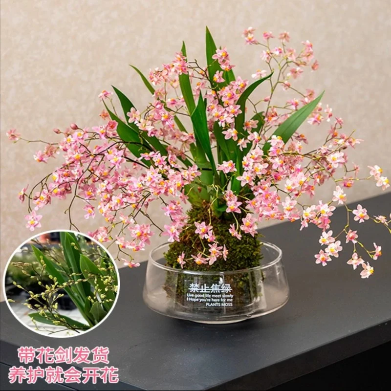 [寻香]梦香兰苔藓球室内高档观赏带着兰花清香多年生好养花卉绿植