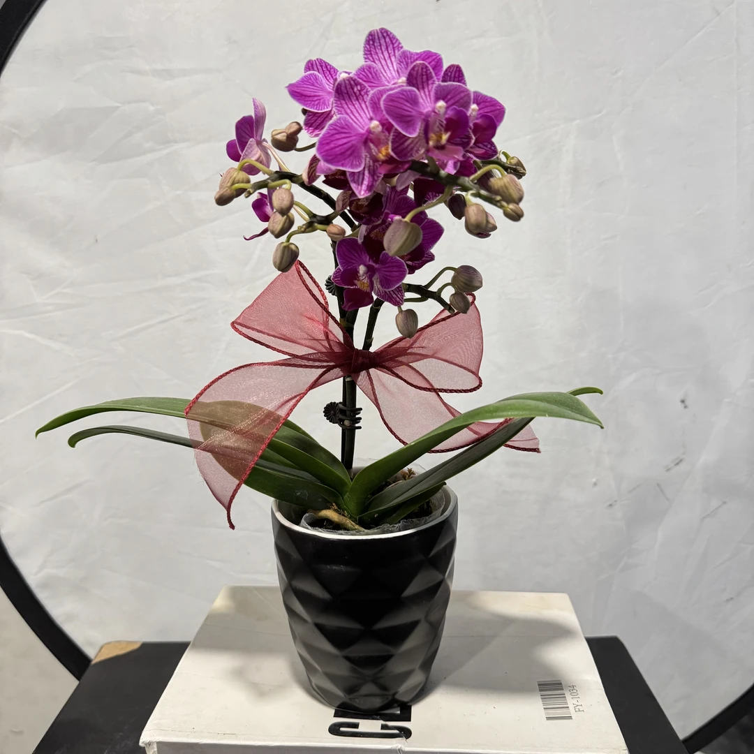 南汐蝴蝶兰【紫嫣】紫花系台面花热宠品种 带花带花苞发货
