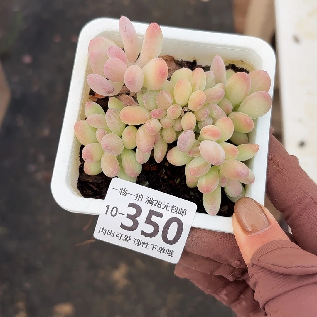 三日月美人缀化无盆土发货无盆土发货无