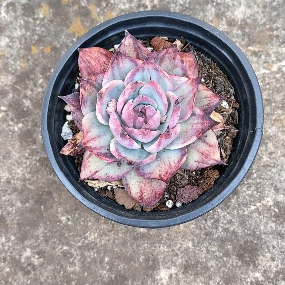 惊鸿仙子单头 38 包邮