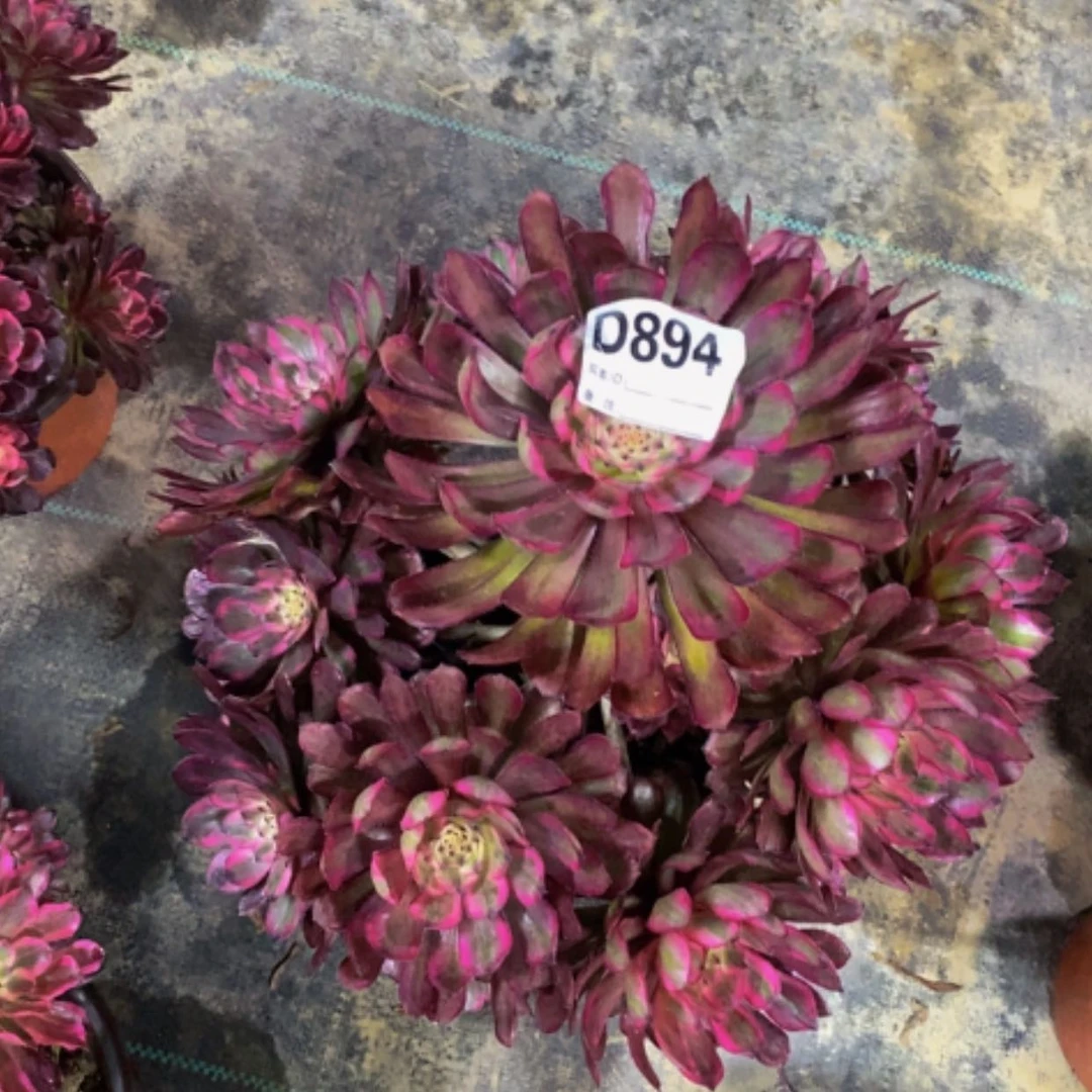 【闪购商品】美杜莎894