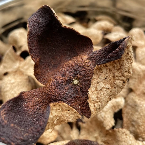 【塞口围】2019年 梅江产区 圈枝大红皮 梅子香米汤感醇厚顺滑