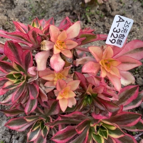 326魅影砍过满25包邮多肉