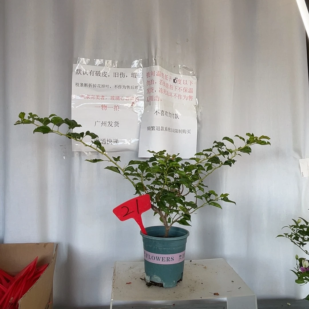 梨***爱当前无花栽培后可以开花21蒙黄盆苗
