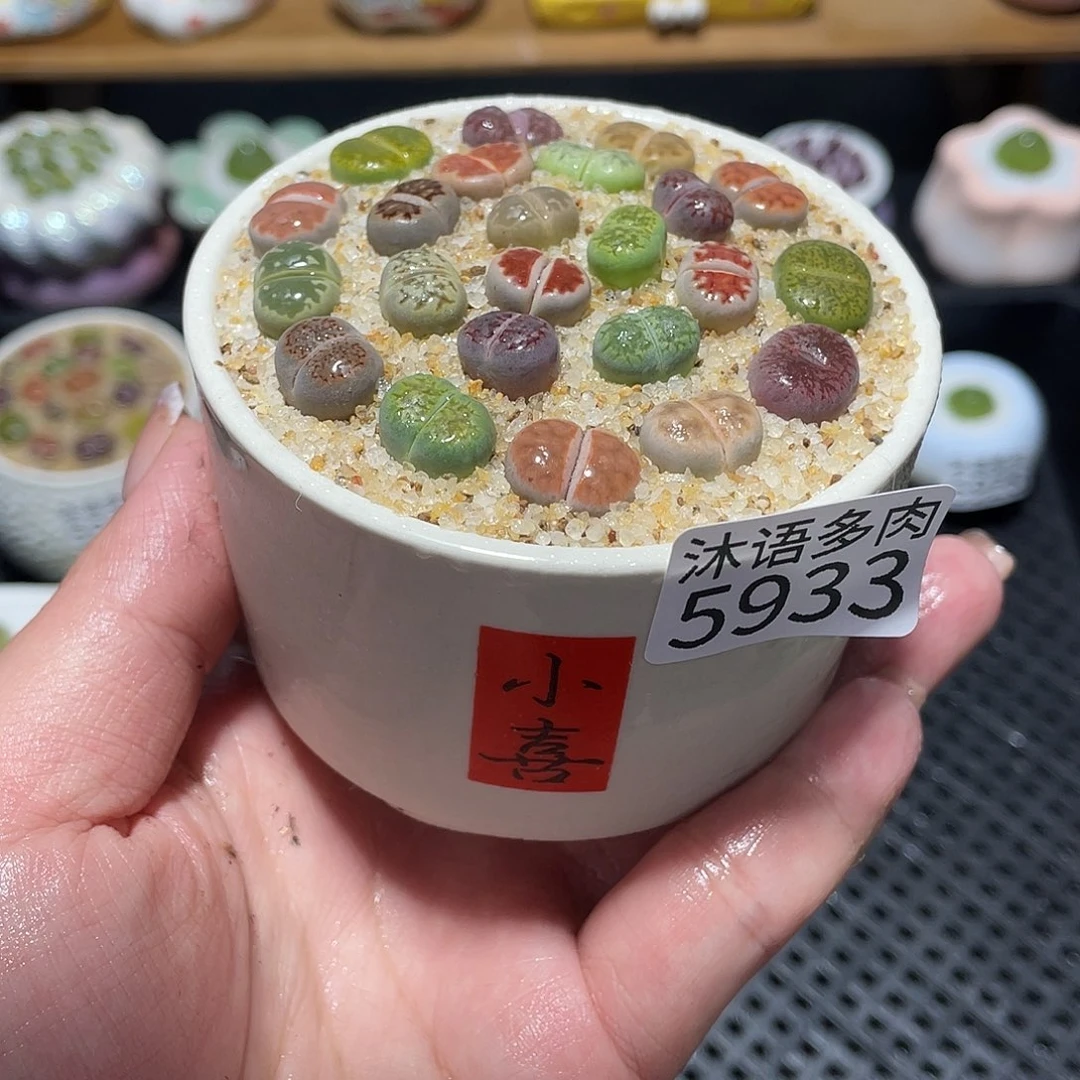 带盆土植物 一物一拍5933