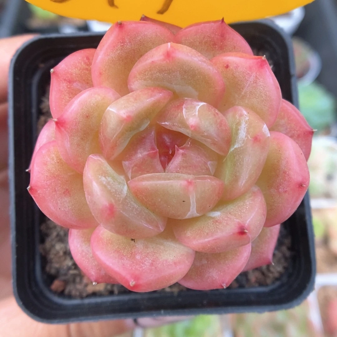 白雪珍妮可拍314号。