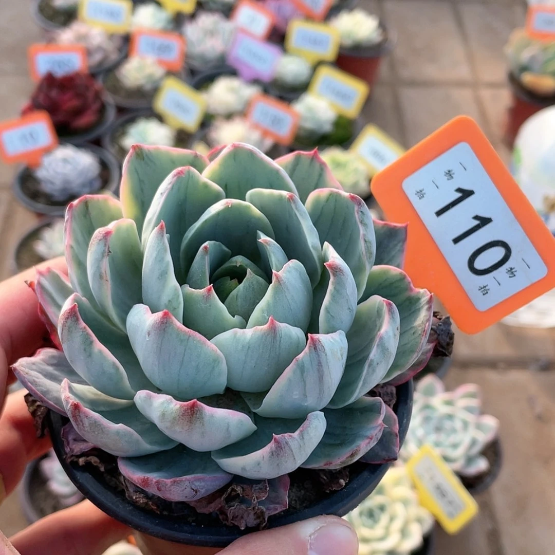 【闪购商品】110号