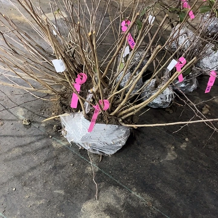 完全开放多个海棠大苗品种