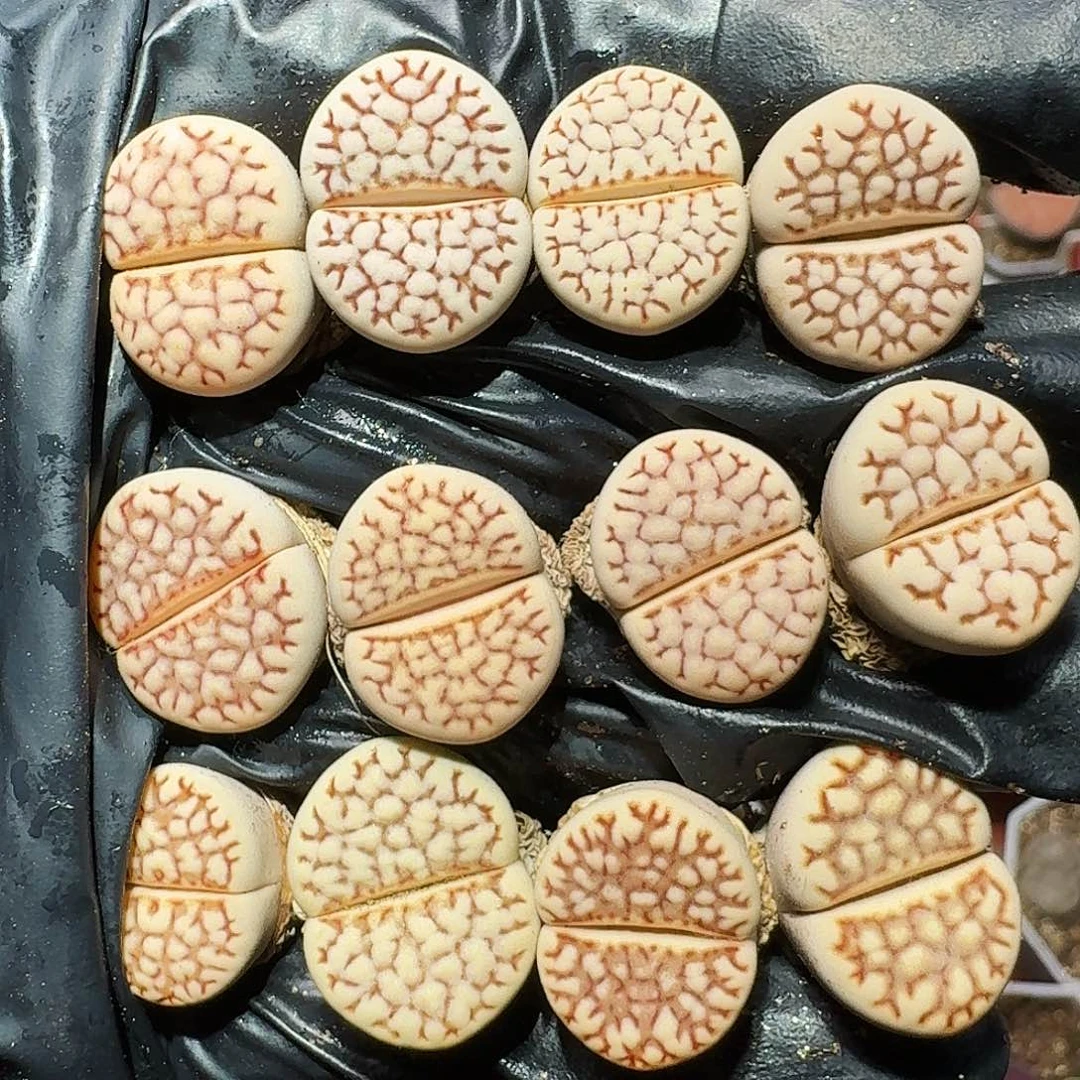 生石花等1111111。  115