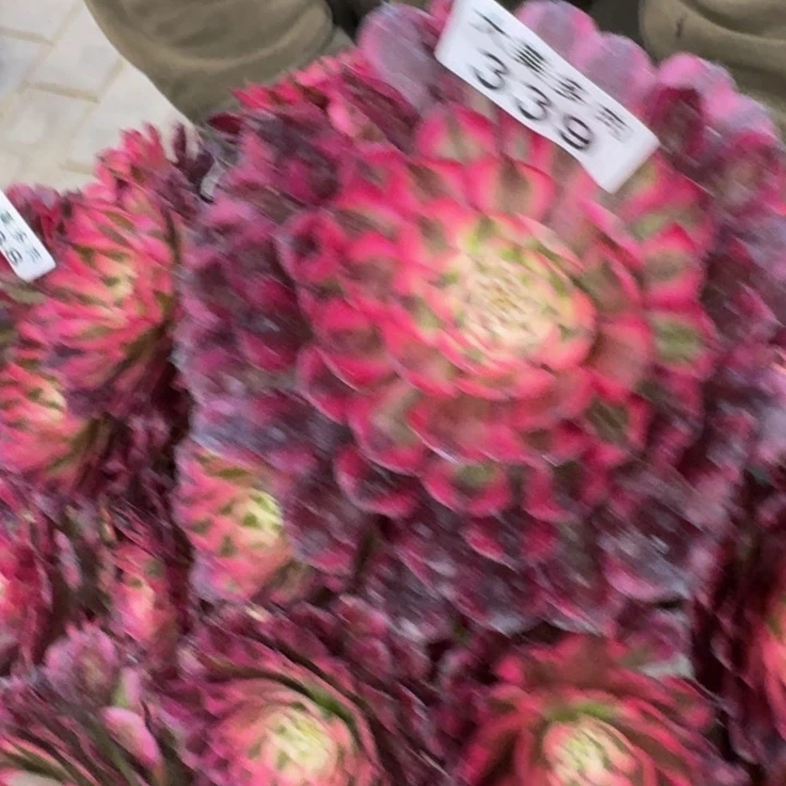 用****阳红铜超白锦339肉肉