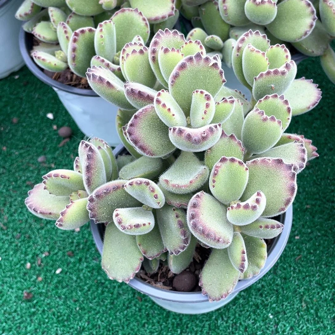 熊童子整群带盆发货