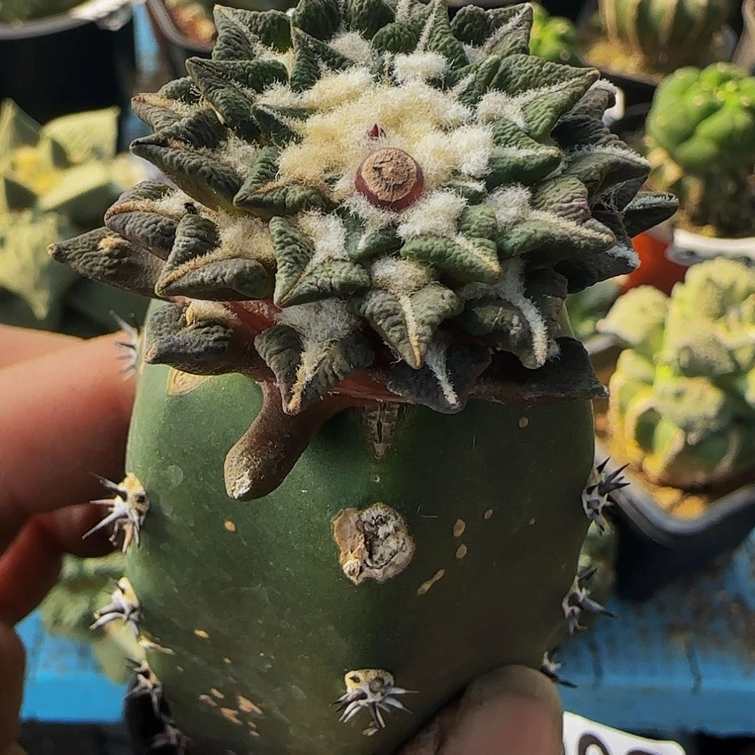 黑牡丹262仙人球