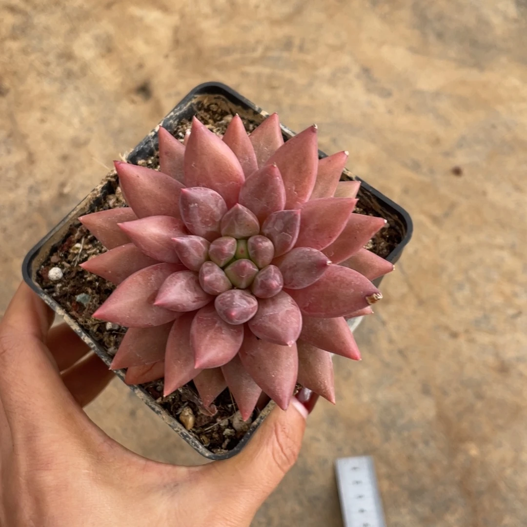 水晶球冠幅9 公分一物一拍