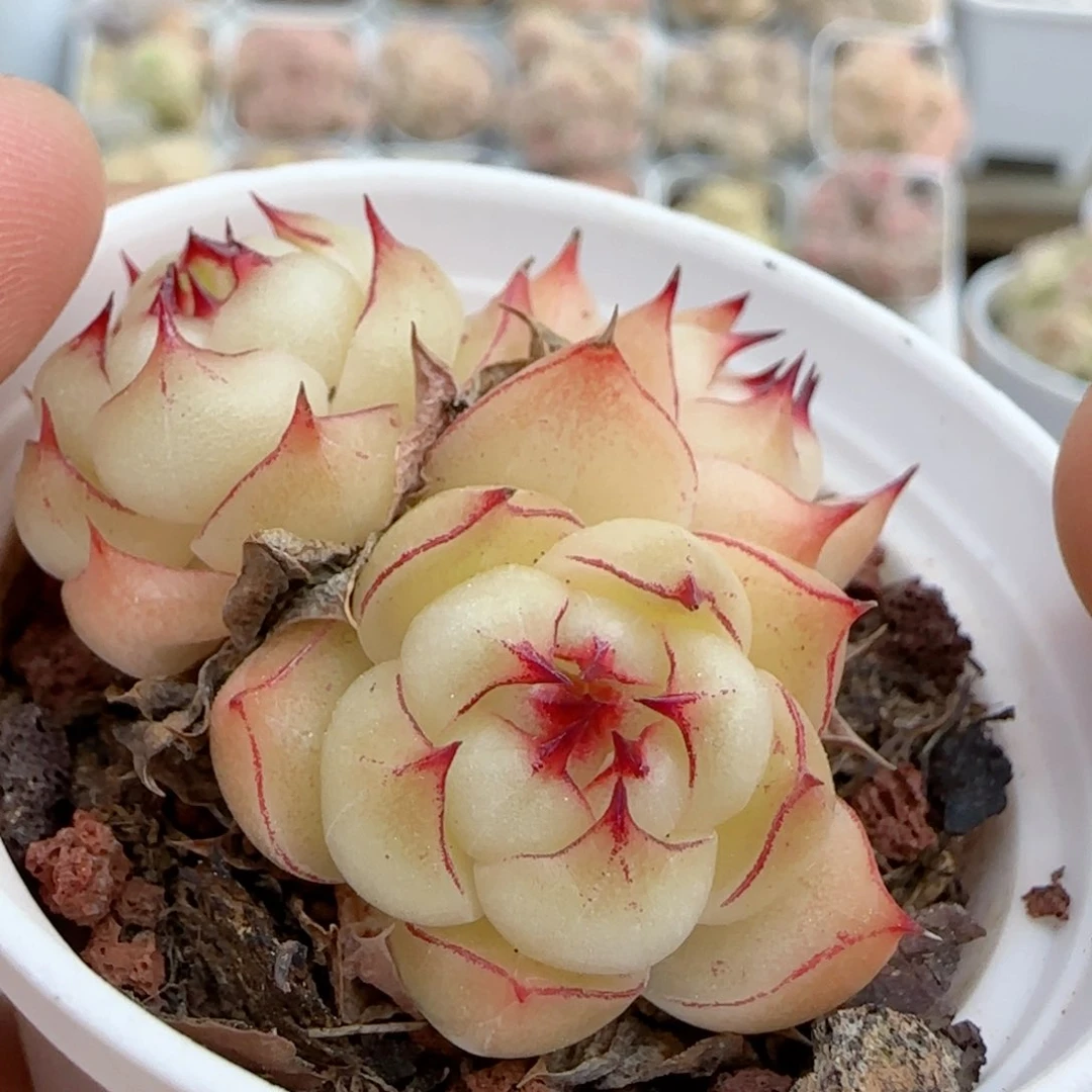 【闪购商品】0221-115包子海王