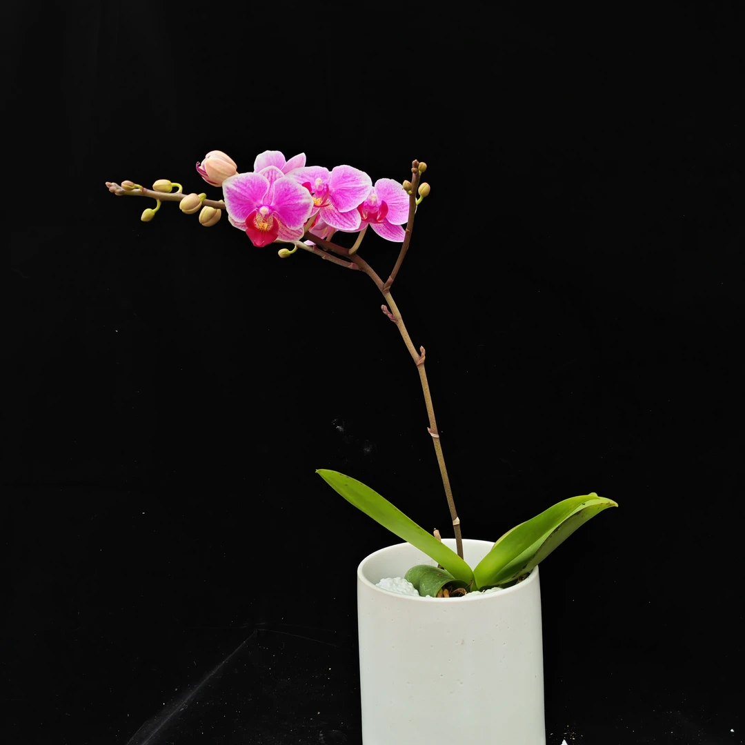 蝴蝶兰【小可爱】2.8寸杯带花带花苞发货