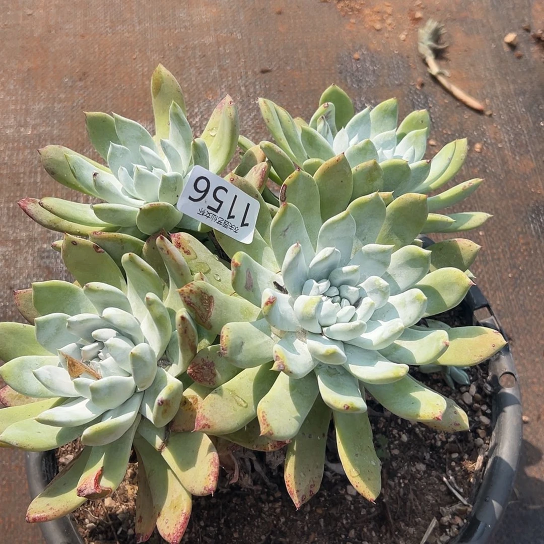 用****9赛琳娜仙女杯多肉。