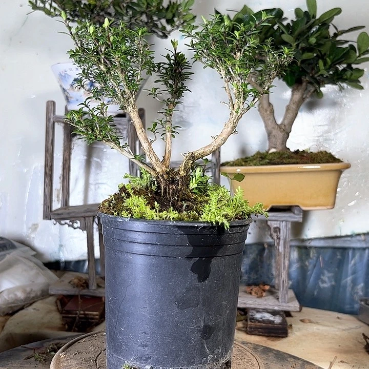 赵**途姬丁香235880555