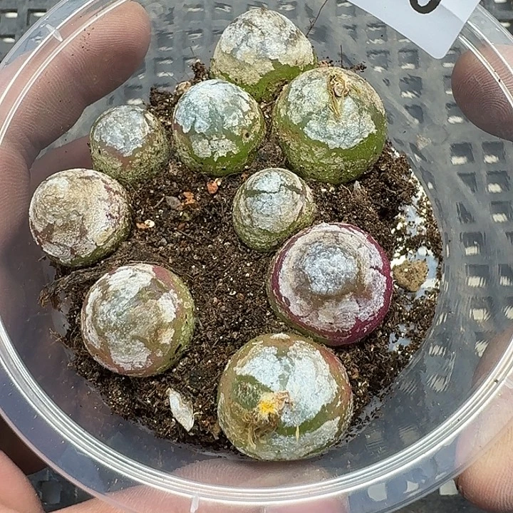 60 多肉植物多肉植物