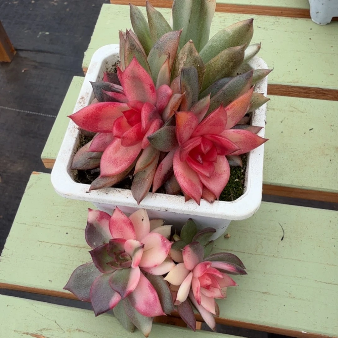 火焰山锦花脸两颗