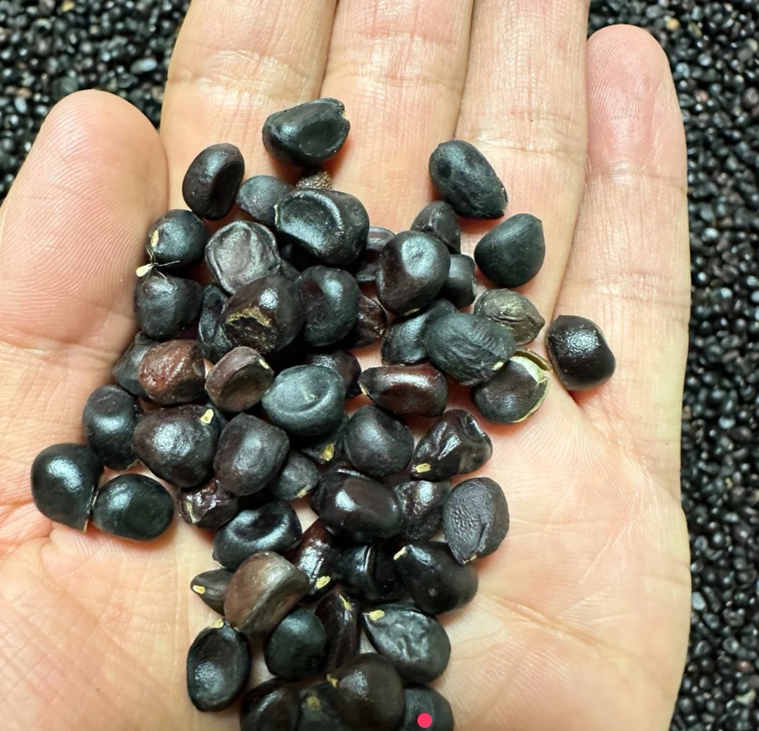 大花浓香型紫斑牡丹籽一斤装